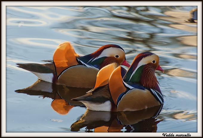 Anatre mandarino