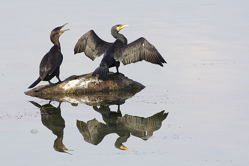 Cormorani