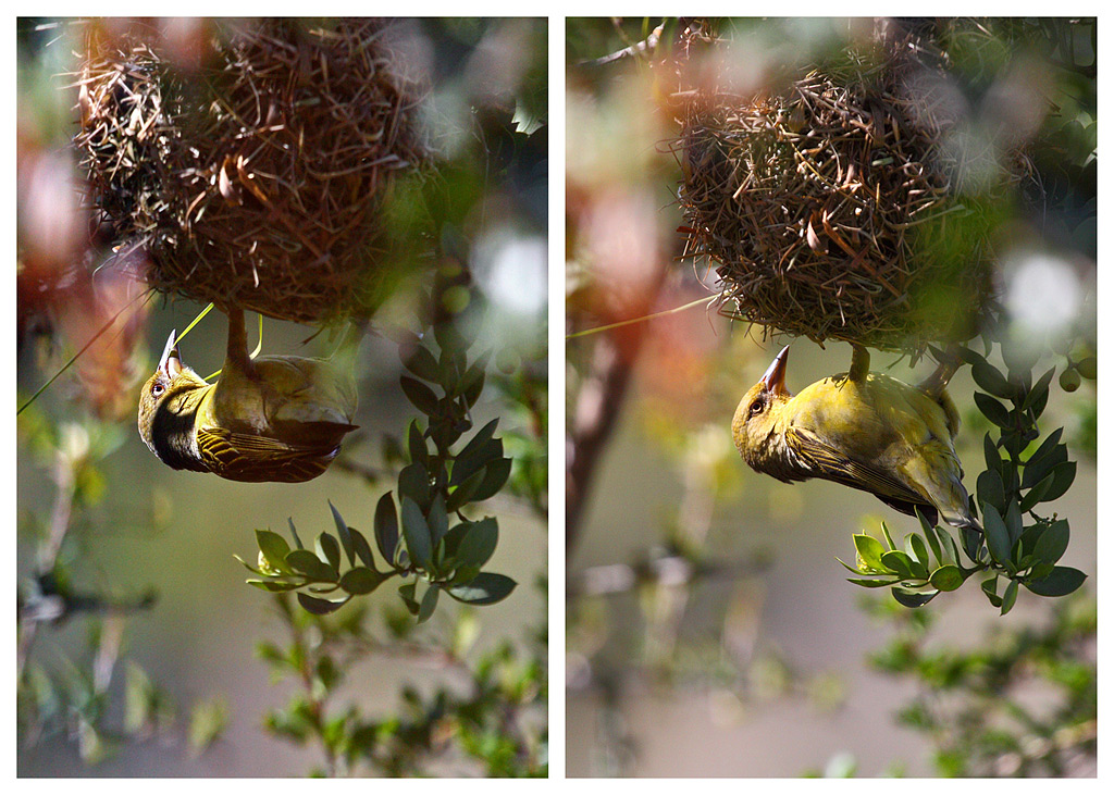 Che fai... mi spii!!??