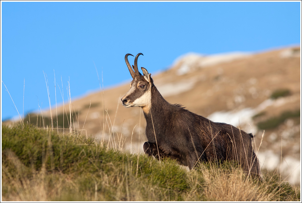 Rupicapra rupicapra... tempo di estro.
