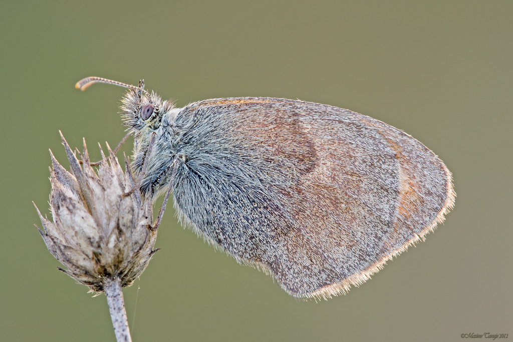 Coenonympha pamphilus