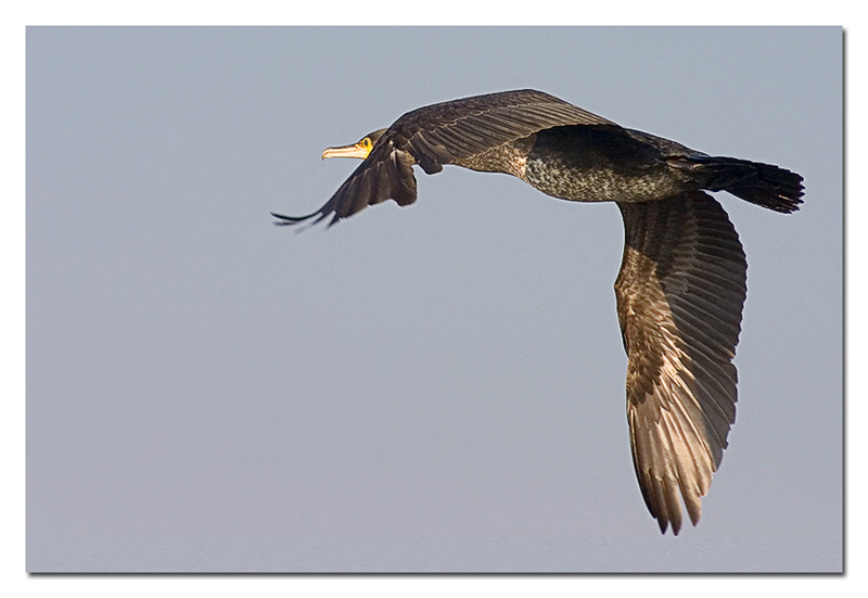 Cormorano in volo