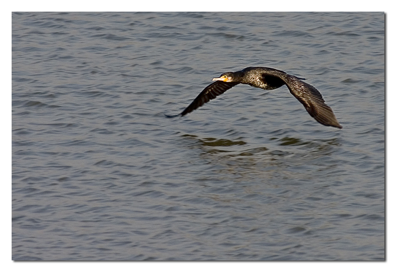 Cormorano in volo 2