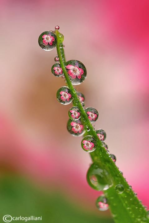 Riflessi nelle gocce