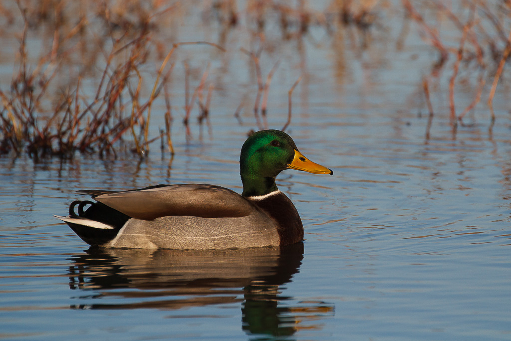 Semplicemente Germano