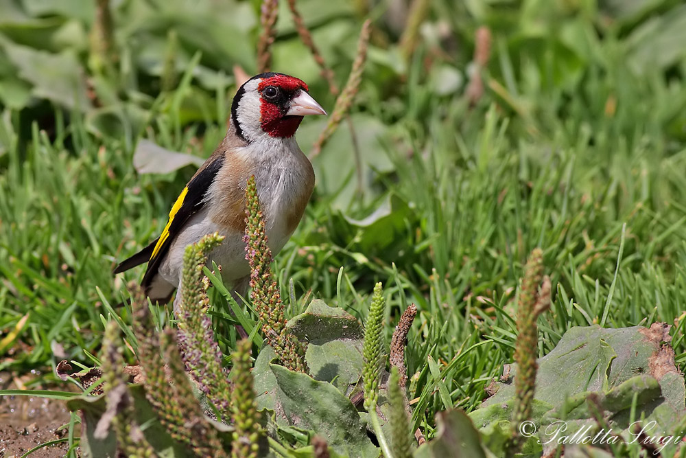 cardellino (Carduelis carduelis)