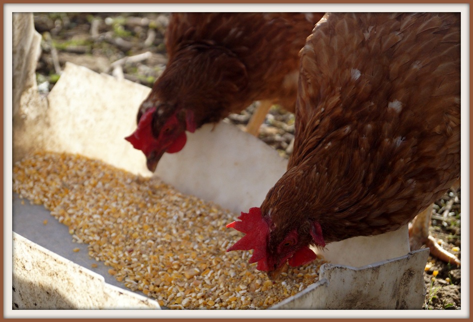 Vita da pollaio 2