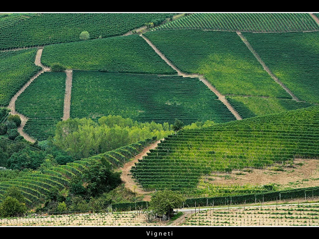 Vigneti # 9