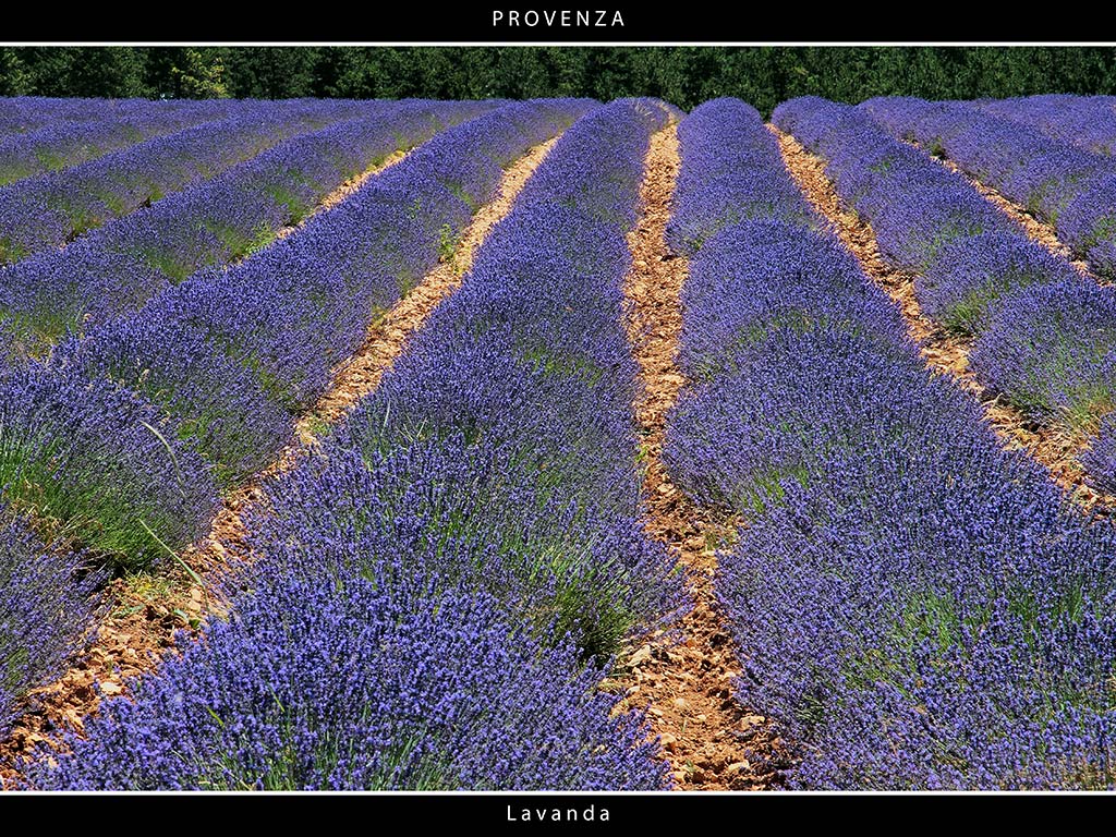 Provenza # 17