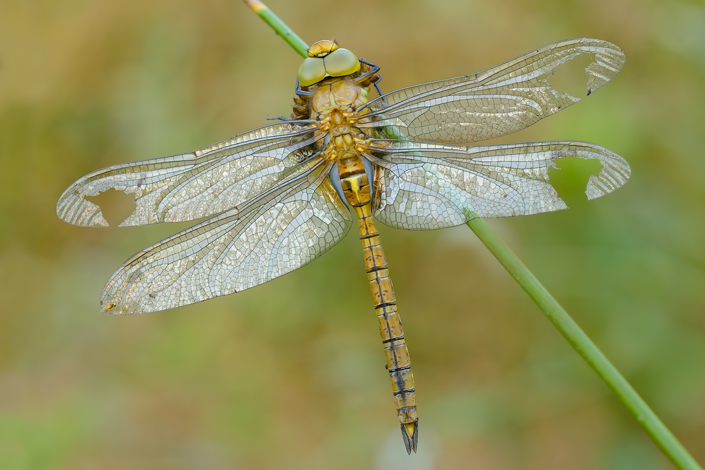 Aeshna isoceles con ospite