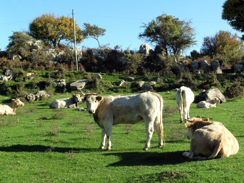 Mucche al pascolo