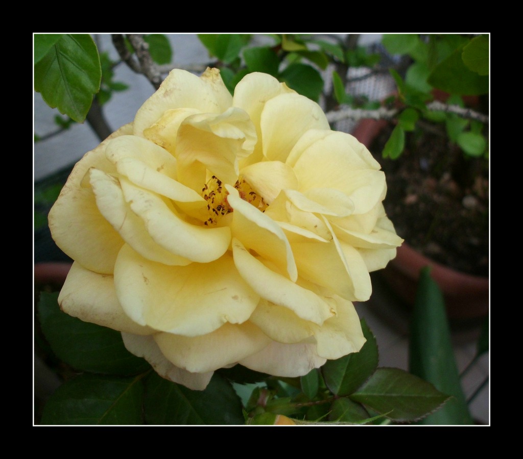 . . .yellow rose. . .