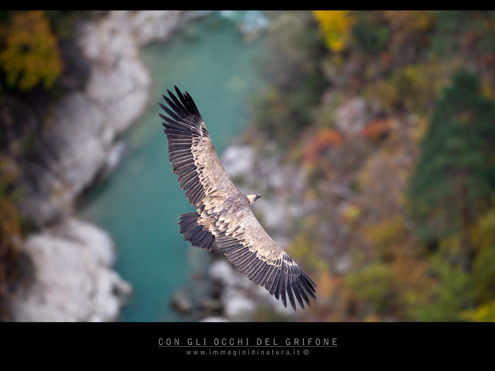 Con gli occhi del Grifone