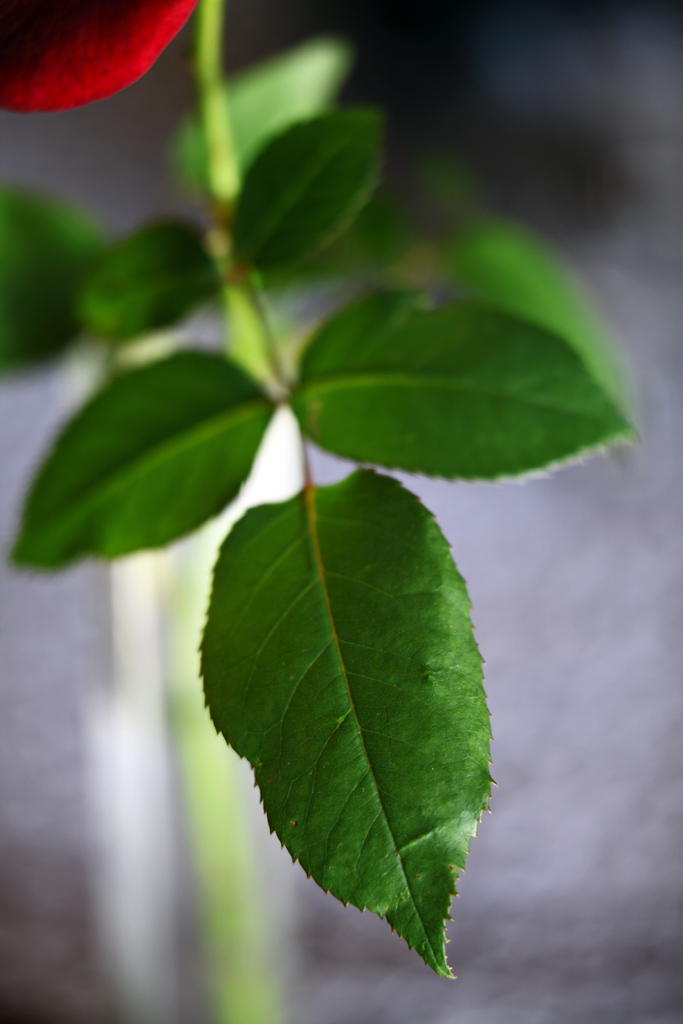 Dicembre: l' ultima rosa.
