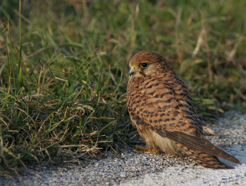 Falco Tinnnuculus (il gheppio)