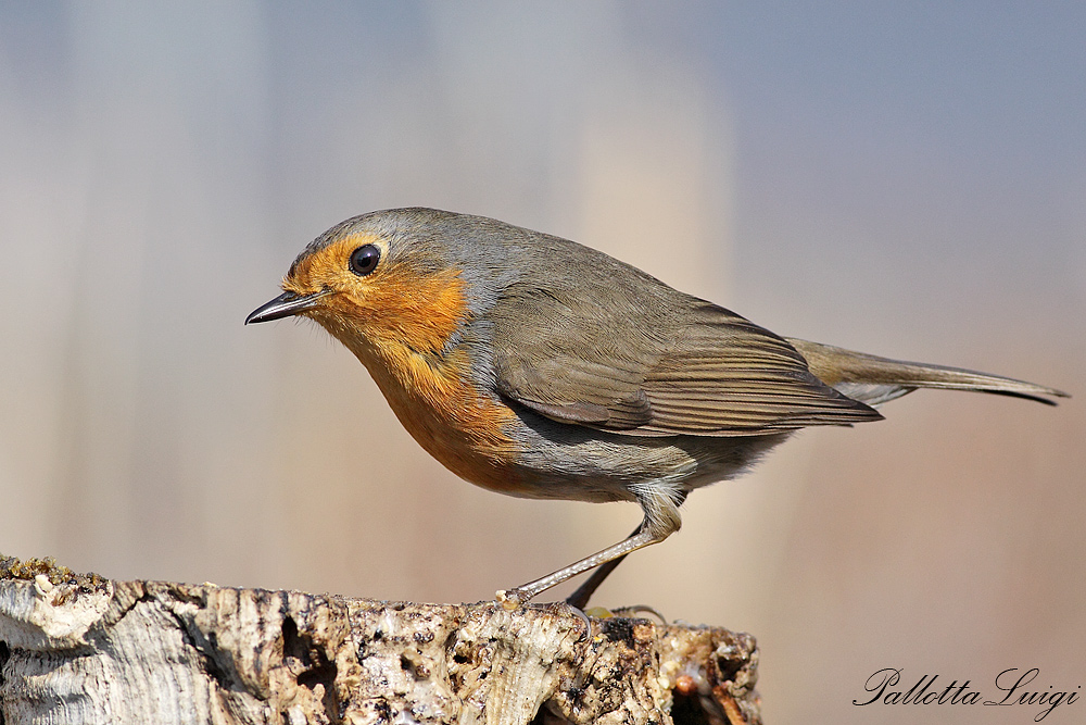 pettirosso(Erithacus rubecula)