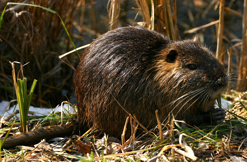 Nutria del Delta del Po