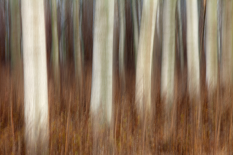 IMPRESSIONS ON WOODLAND