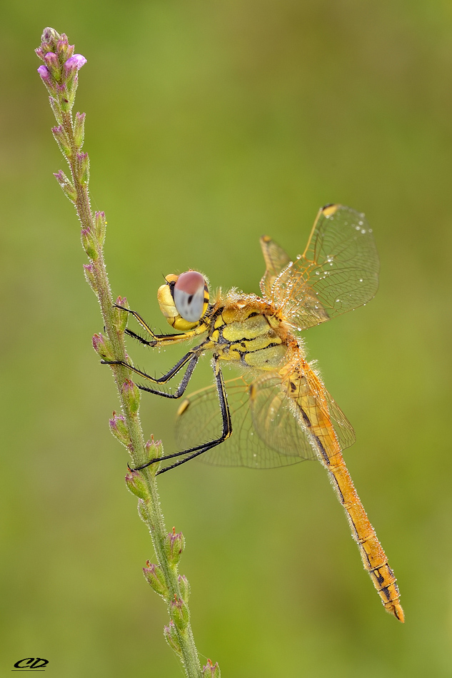 Sympetrum fonscolombii (S�lys, 1840)