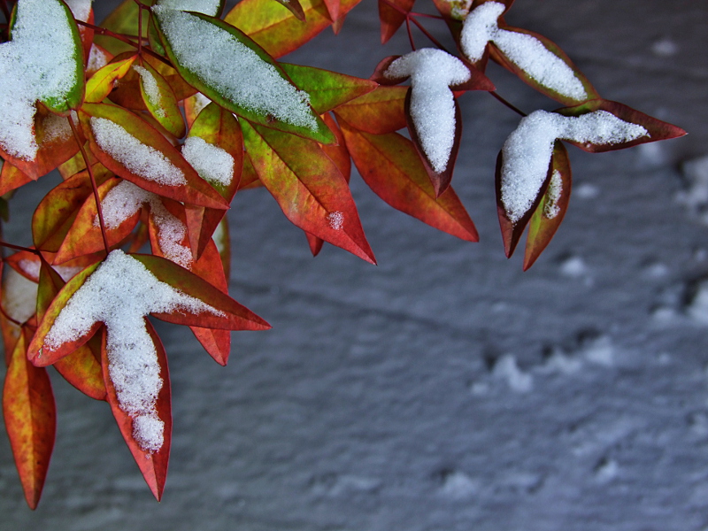 L'autunno � finito...