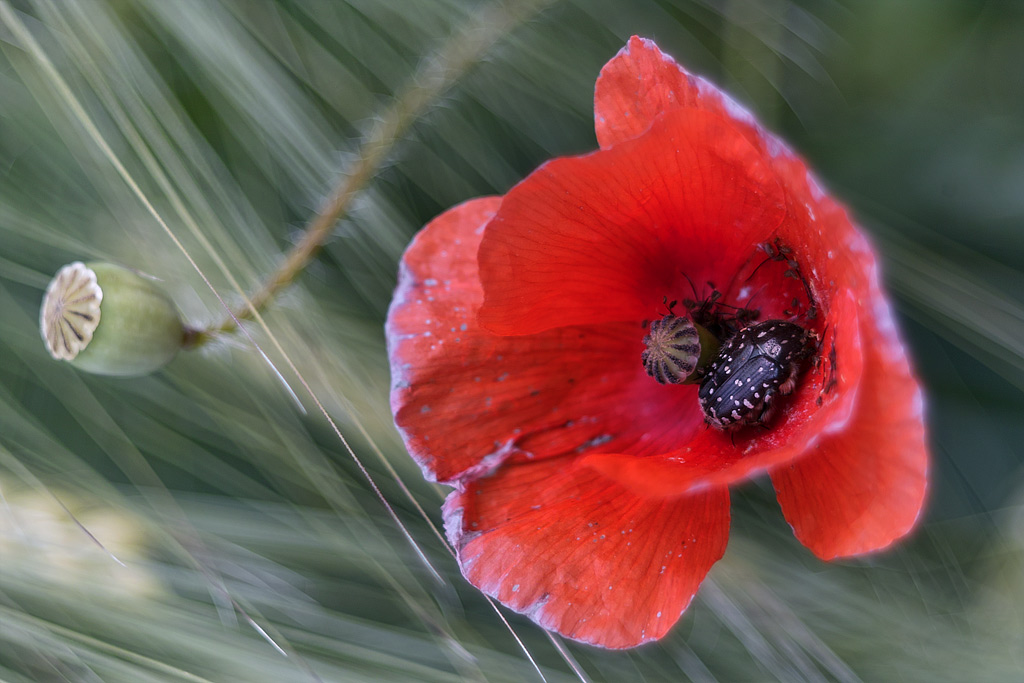 Papavero nel grano ..
