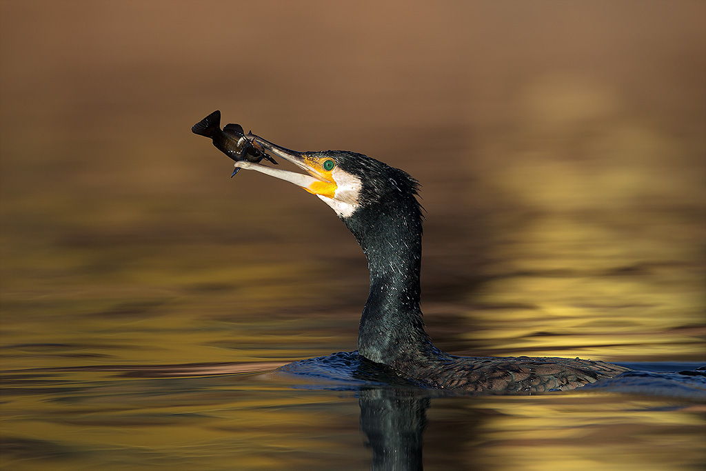 La pesca del cormorano