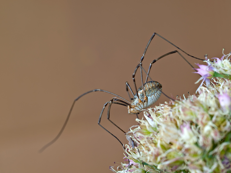 Mf....sull'occhio....!!!