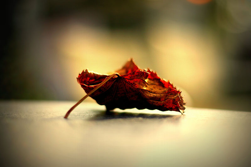 [contest] I colori dell'autunno