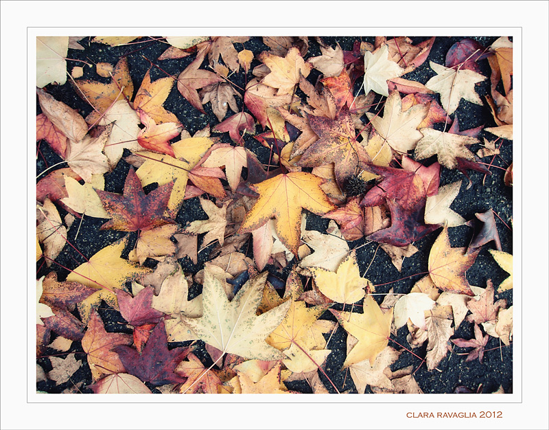 Bukara... autunnale.