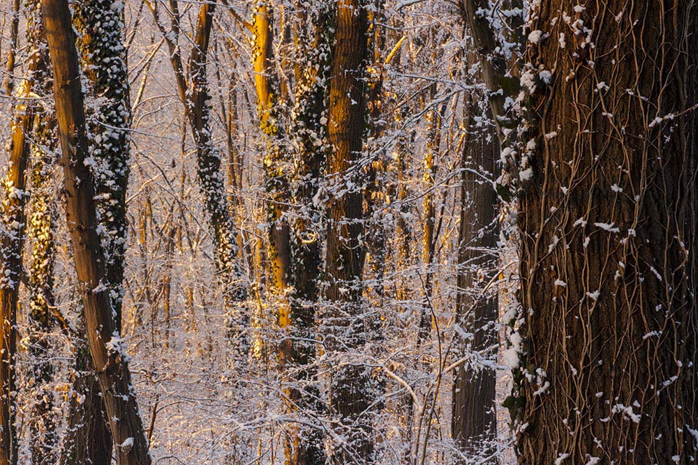 Prime luci nel bosco