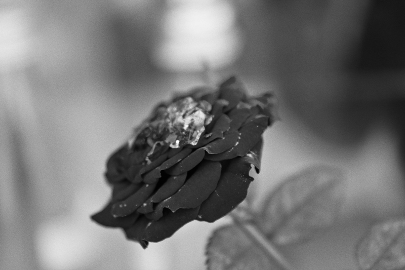 Ti regalerei una rosa...