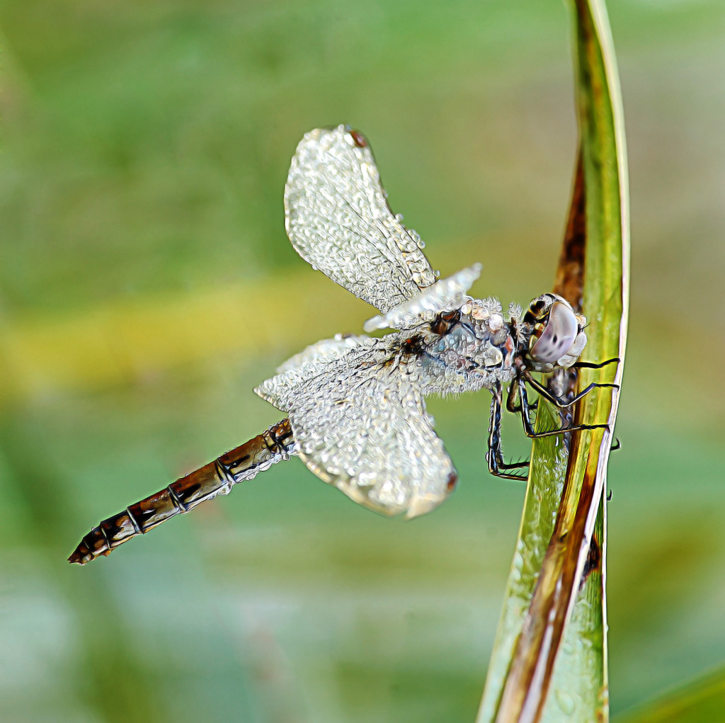 libellula cristal