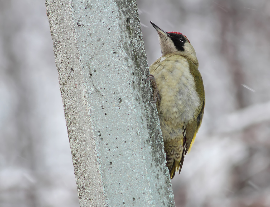 Picchio verde femmina
