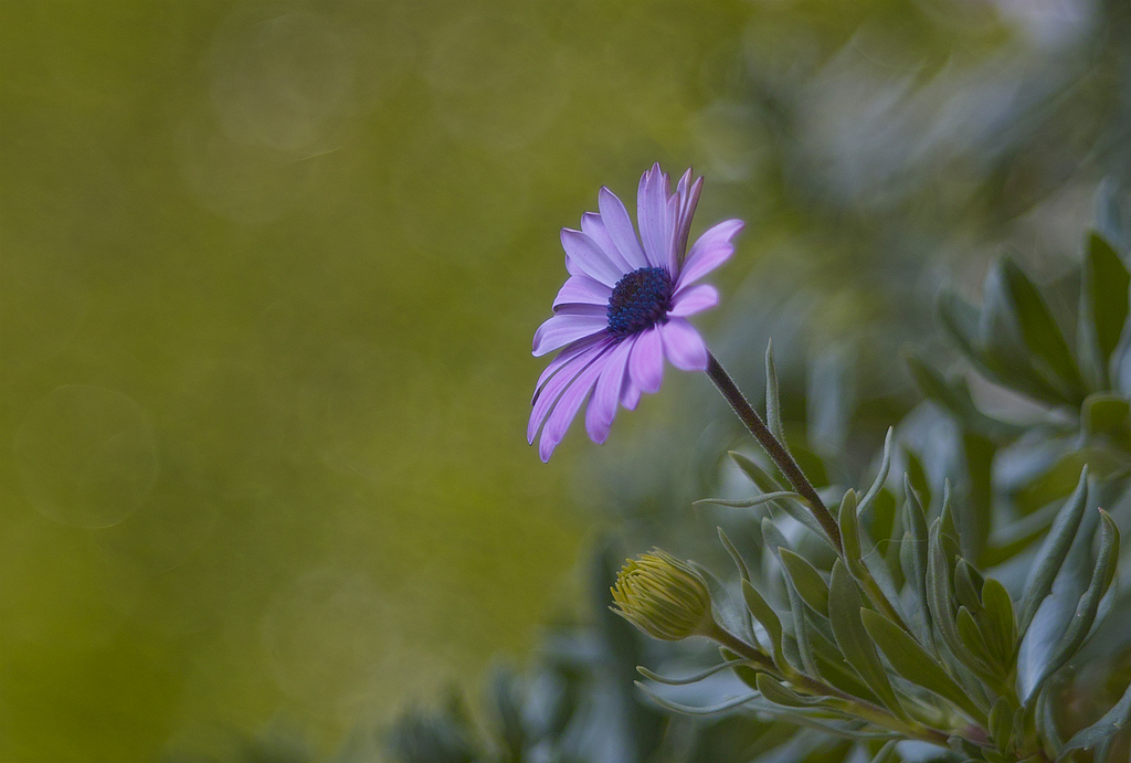 Primo a Sbocciare ..