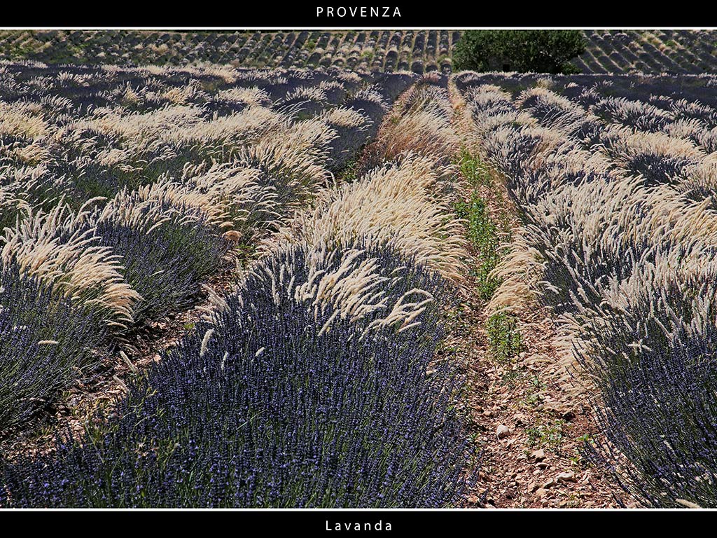 Provenza # 20