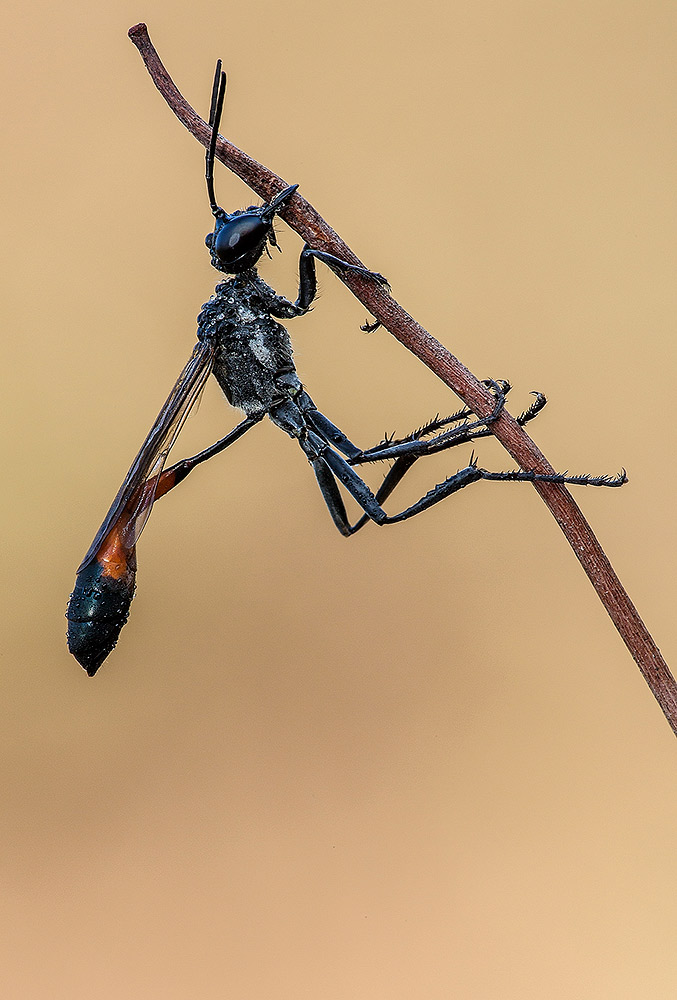Ammophila sp (Sphecidae)