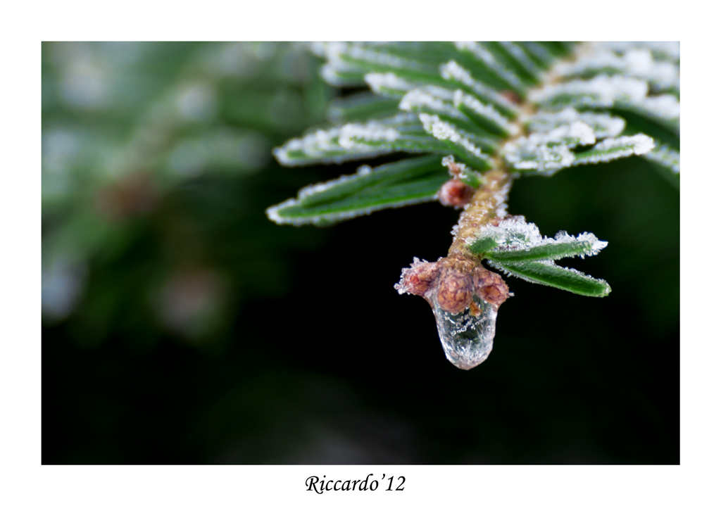 Buone Feste a tutti!