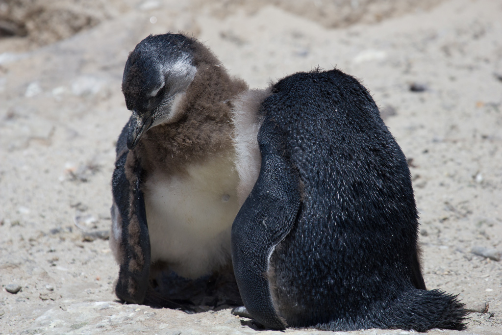 Pinguini a Boulders Beach