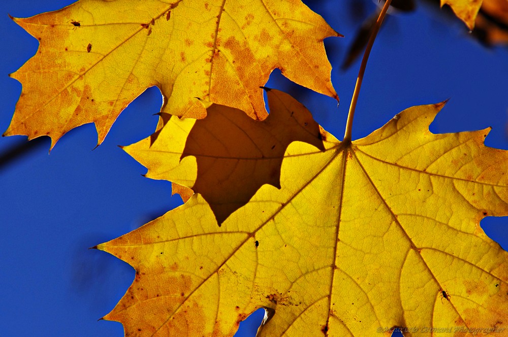 D'autunno le foglie...