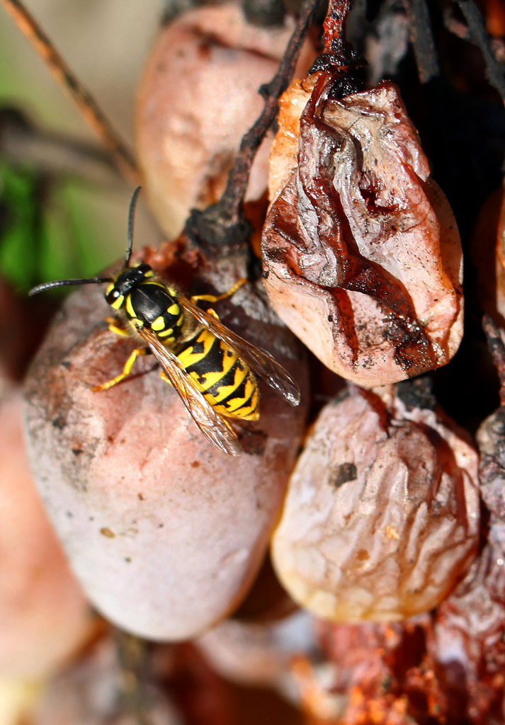 Un dolce spuntino...