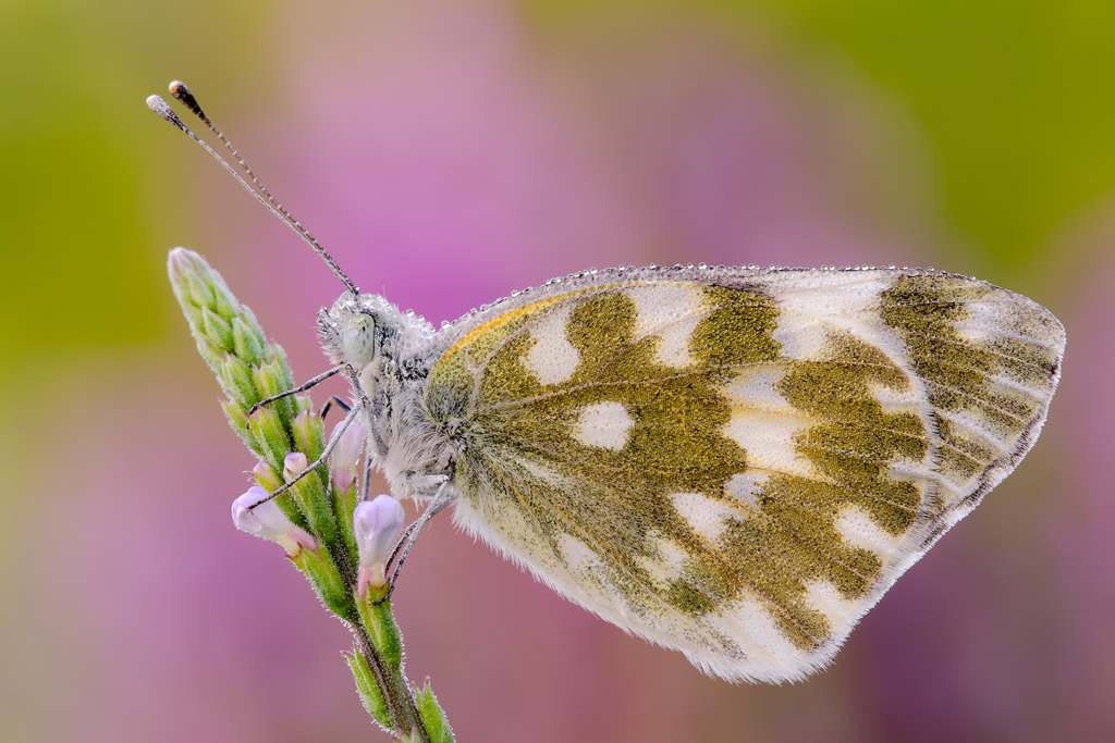 Pontia fra le nuvole...