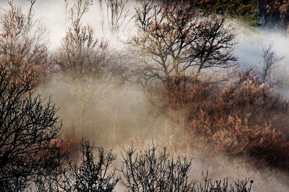Nebbie nel bosco