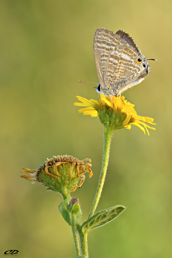 lampides boeticus ( linnaeus 1767) lycaenidae