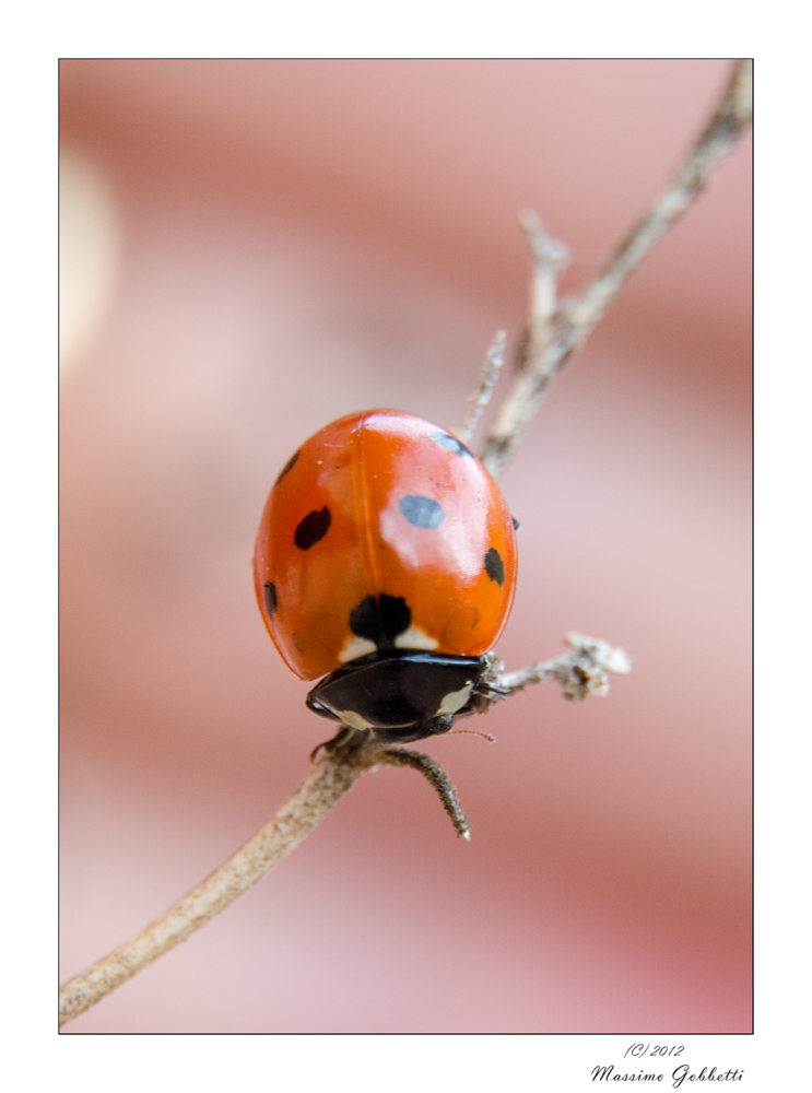 Ultima coccinella dell'anno..Auguri!