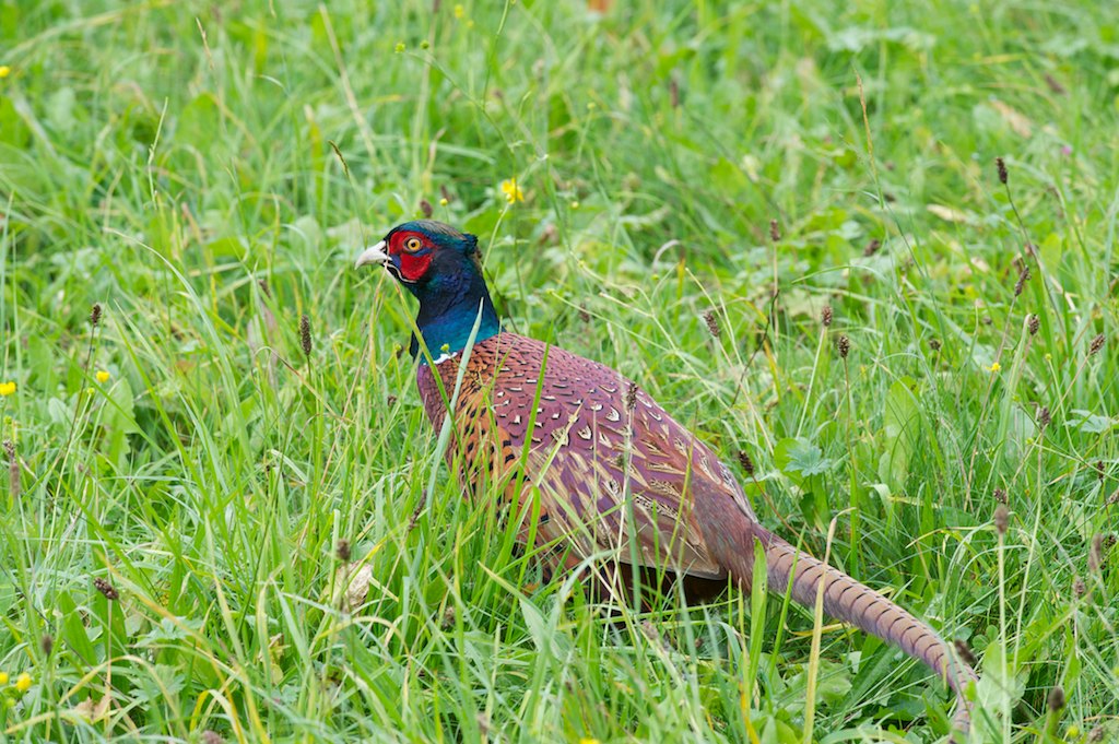 fagiano a herrenchiemsee