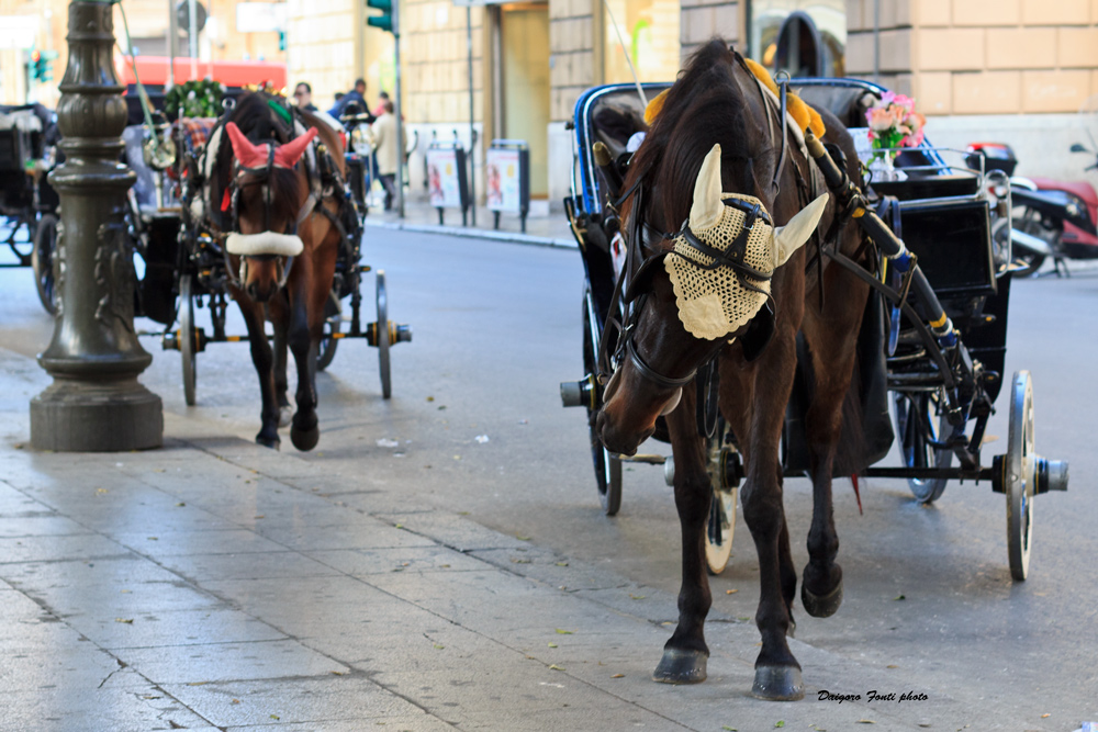 cavalli stradali