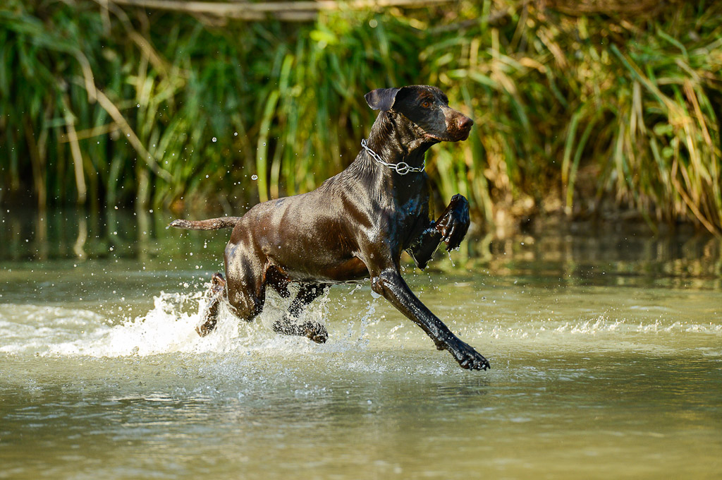 il profeta che cammina sulle acque