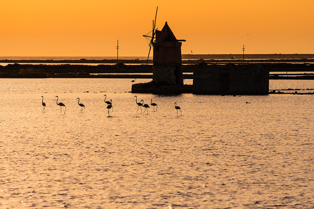 Silhouettes of flamingos