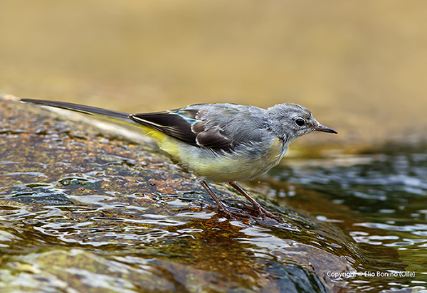 ballerina gialla (Motacilla cinerea)