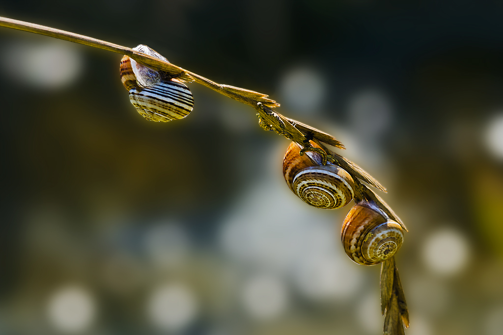 In compagnia su un filo d'erba